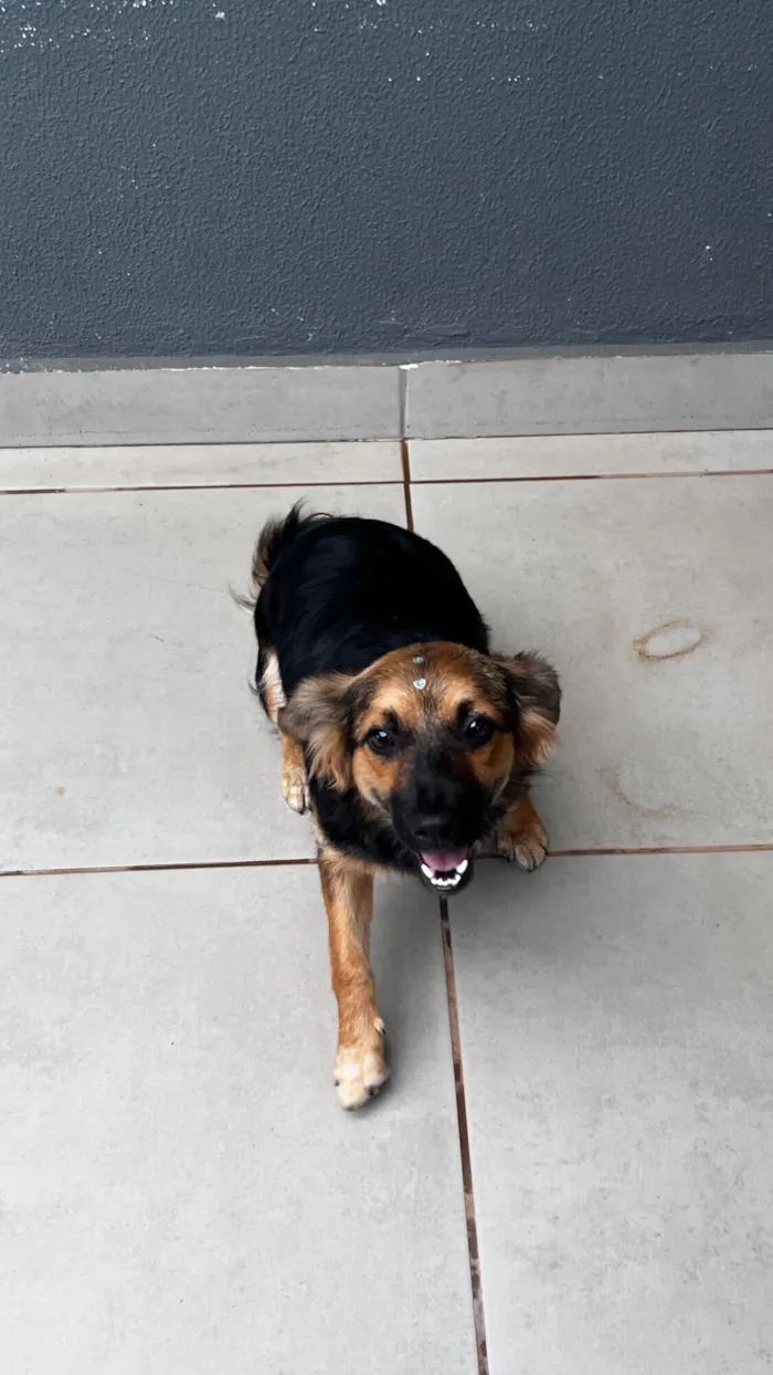 Cachorro raça SRD-ViraLata idade 7 a 11 meses nome Skye