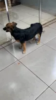 Cachorro raça SRD-ViraLata idade 7 a 11 meses nome Skye