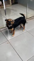 Cachorro raça SRD-ViraLata idade 7 a 11 meses nome Skye
