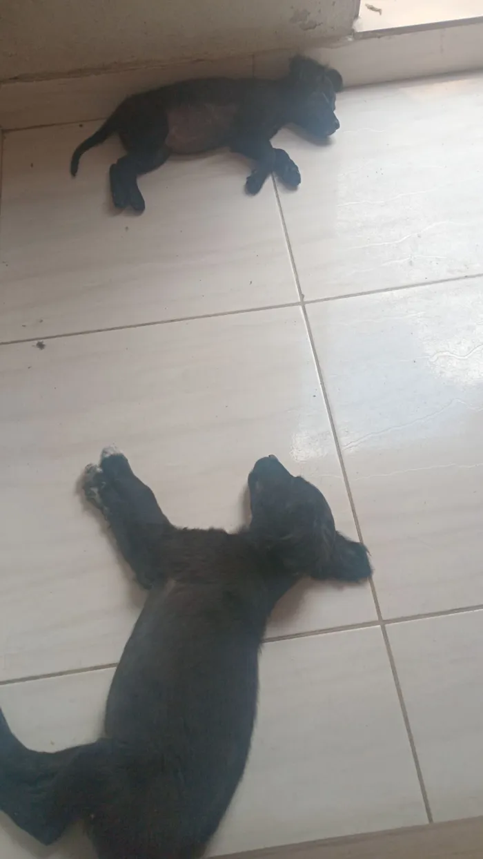Cachorro raça SRD-ViraLata idade 2 a 6 meses nome Spaik