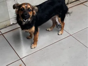 Cachorro raça SRD-ViraLata idade 7 a 11 meses nome Skye