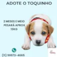 Cachorro raça SRD-ViraLata idade 2 a 6 meses nome Toquinho