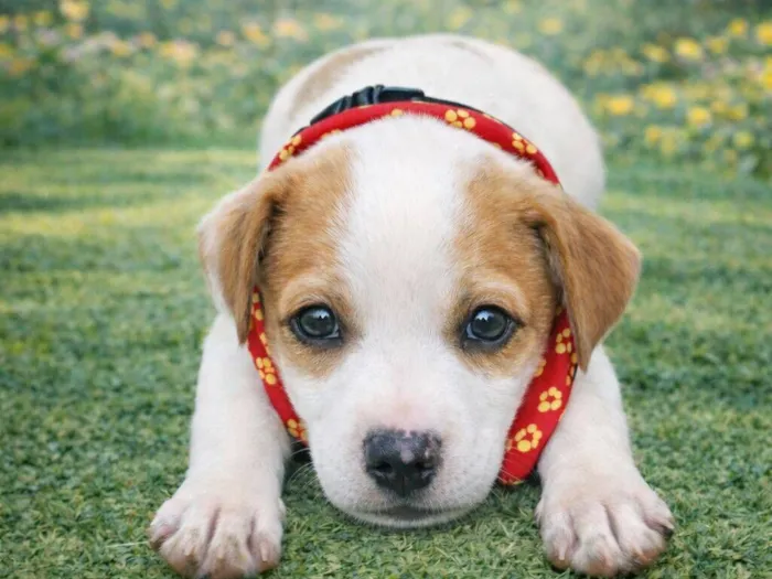 Cachorro raça SRD-ViraLata idade 2 a 6 meses nome Toquinho