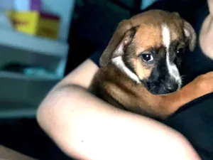 Cachorro raça SRD-ViraLata idade 2 a 6 meses nome Mel