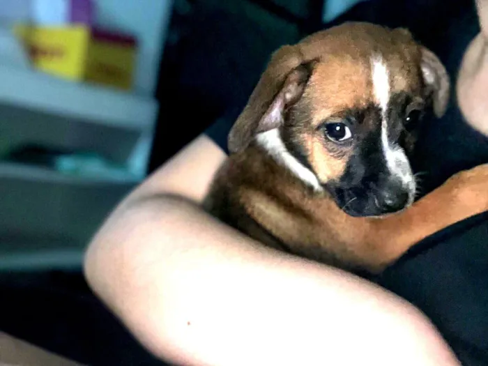 Cachorro raça SRD-ViraLata idade 2 a 6 meses nome Mel