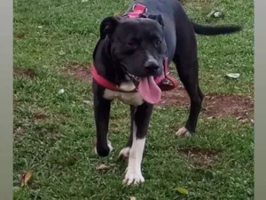 Gato raça SRD-ViraLata idade 3 anos nome Zeus