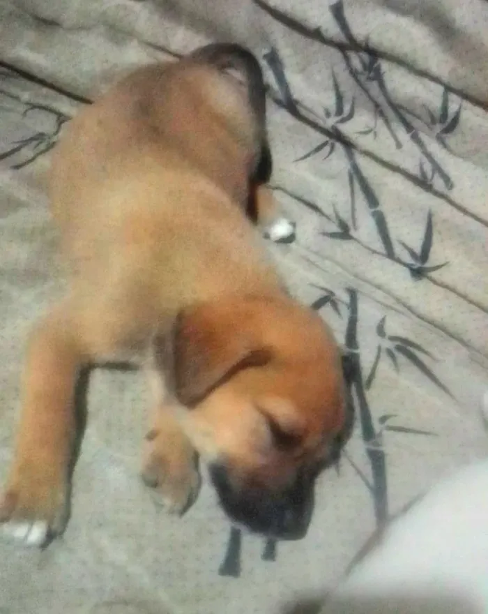 Cachorro raça SRD-ViraLata idade 2 a 6 meses nome Tininha