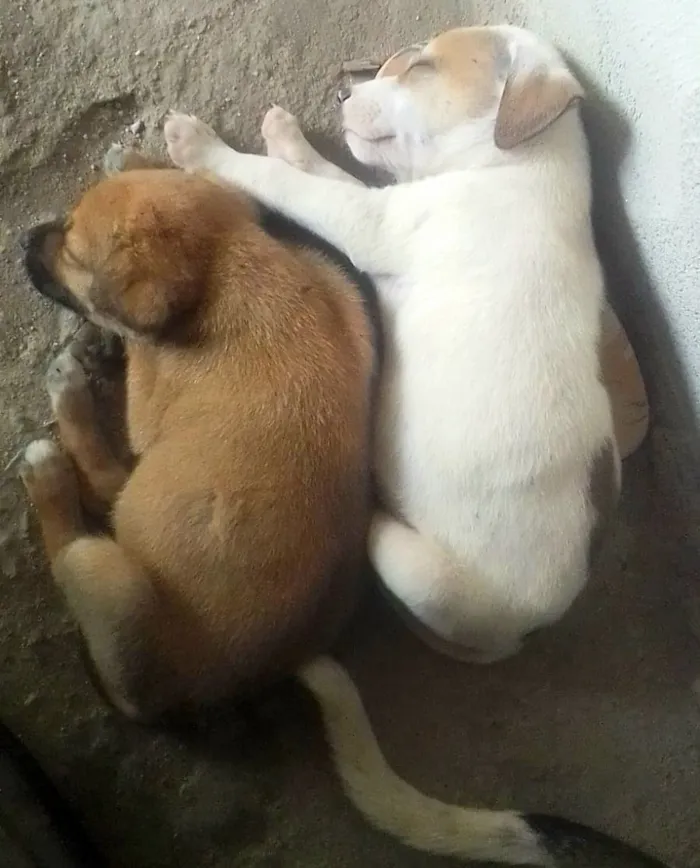 Cachorro raça SRD-ViraLata idade 2 a 6 meses nome Tininha