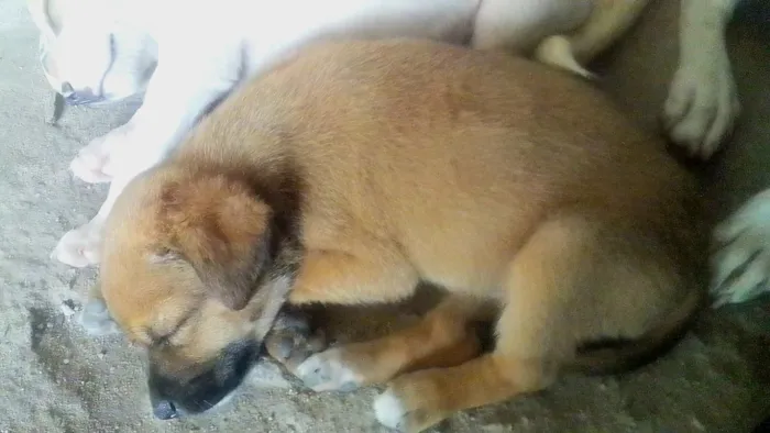 Cachorro raça SRD-ViraLata idade 2 a 6 meses nome Tininha
