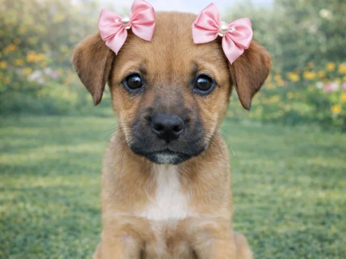 Cachorro raça SRD-ViraLata idade 2 a 6 meses nome Tininha