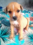 Cachorro raça SRD-ViraLata idade 2 a 6 meses nome Tifany