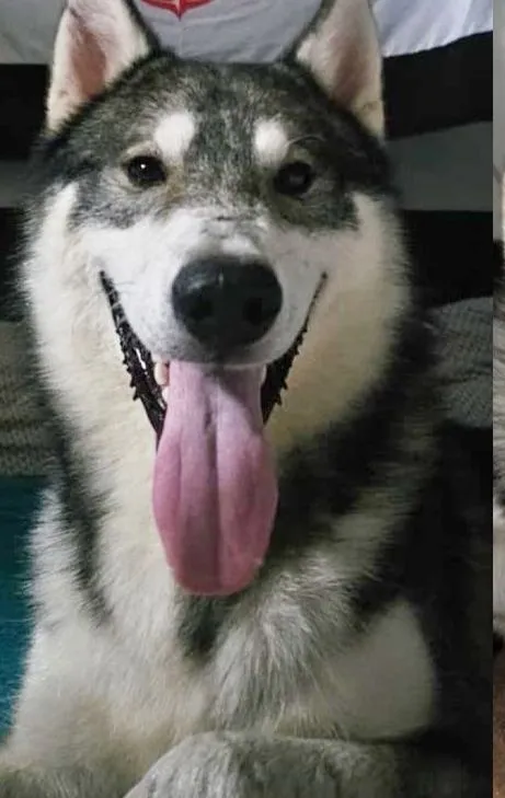 Cachorro raça Husky Siberiano idade 1 ano nome Dante