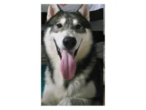 Cachorro raça Husky Siberiano idade 1 ano nome Dante
