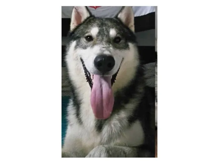 Cachorro raça Husky Siberiano idade 1 ano nome Dante