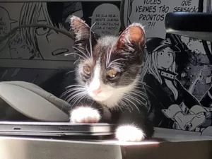 Gato raça SRD-ViraLata idade 2 a 6 meses nome Lua/Lulu