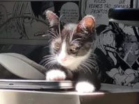 Gato raça SRD-ViraLata idade 2 a 6 meses nome Lua/Lulu