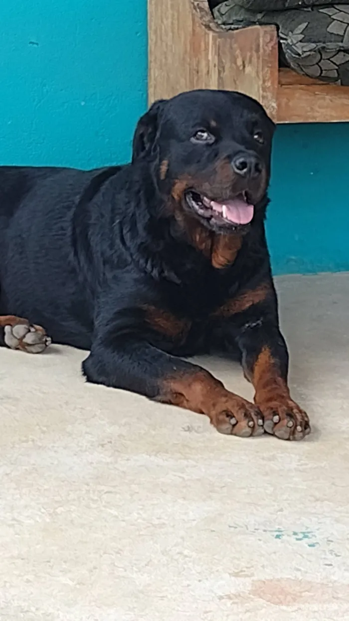 Cachorro raça Rottweiler idade 7 a 11 meses nome Rock 