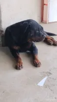 Cachorro raça Rottweiler idade 7 a 11 meses nome Rock 