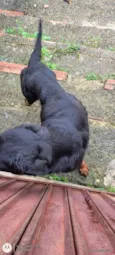 Cachorro raça Rottweiler idade 7 a 11 meses nome Rock 