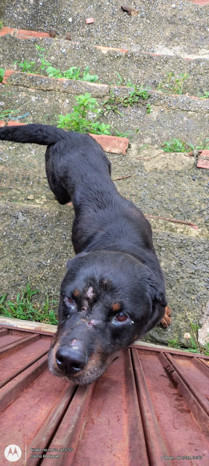 Cachorro raça Rottweiler idade 7 a 11 meses nome Rock 