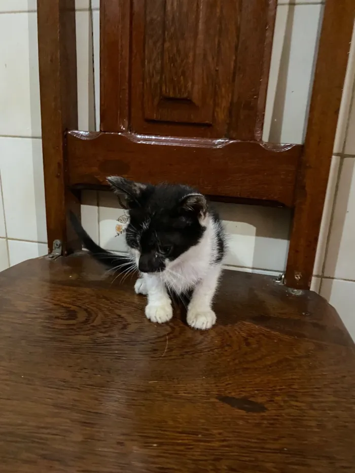 Gato raça SRD-ViraLata idade Abaixo de 2 meses nome Clara