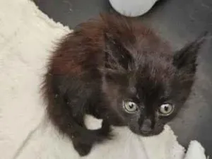 Gato raça SRD-ViraLata idade Abaixo de 2 meses nome Não definido macho 