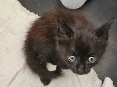 Gato raça SRD-ViraLata idade Abaixo de 2 meses nome Não definido macho 