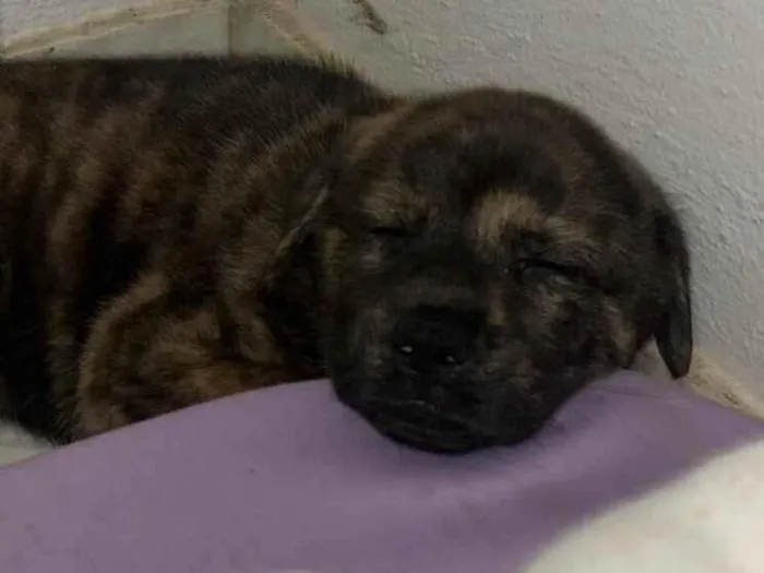 Cachorro raça SRD-ViraLata idade 2 a 6 meses nome GOIABA