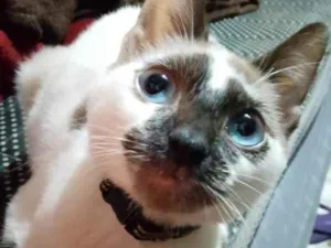 Gato raça SRD-ViraLata idade 1 ano nome Marie