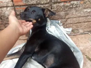 Cachorro raça SRD-ViraLata idade 7 a 11 meses nome Já tentei alguns mais o único nome que ela corresponde quando chama é neguinha 