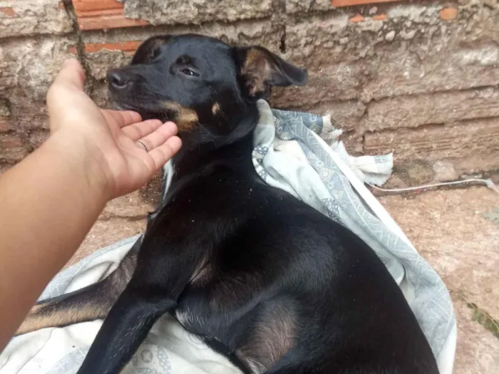 Cachorro raça SRD-ViraLata idade 7 a 11 meses nome Já tentei alguns mais o único nome que ela corresponde quando chama é neguinha 