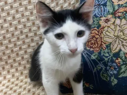 Gato raça Siamês idade 2 a 6 meses nome Turquinho