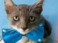 Gato raça SRD-ViraLata idade 2 a 6 meses nome AMOR