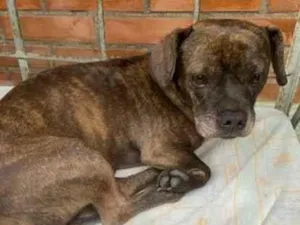 Cachorro raça SRD-ViraLata idade 6 ou mais anos nome Bento