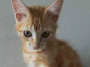 Gato raça SRD-ViraLata idade 2 a 6 meses nome Lilith
