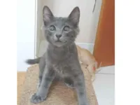 Gato raça SRD-ViraLata idade 2 a 6 meses nome Romeo