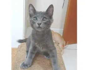 Gato raça SRD-ViraLata idade 2 a 6 meses nome Romeo