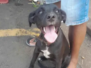 Cachorro raça SRD-ViraLata idade 2 a 6 meses nome Nala