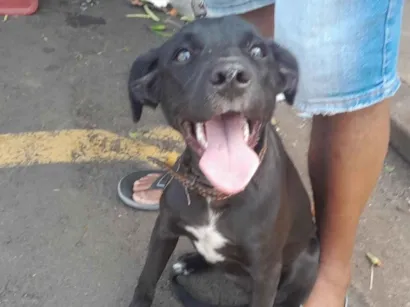 Cachorro raça SRD-ViraLata idade 2 a 6 meses nome Nala