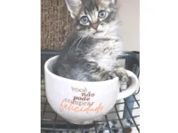 Gato raça SRD-ViraLata idade 2 a 6 meses nome RICK