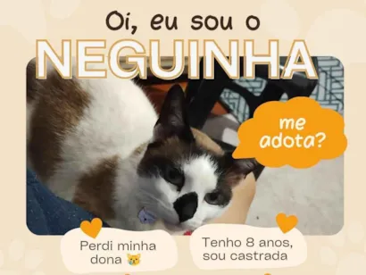 Gato raça SRD-ViraLata idade 6 ou mais anos nome Neguinha 