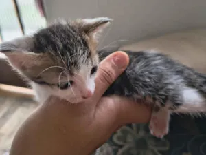 Gato raça SRD-ViraLata idade Abaixo de 2 meses nome Miojo
