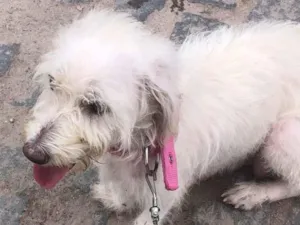 Cachorro raça Poodle idade 3 anos nome Lunna