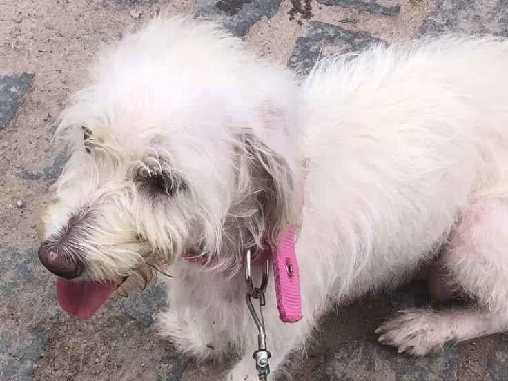 Cachorro raça Poodle idade 3 anos nome Lunna