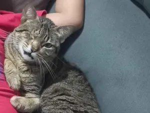 Gato raça SRD-ViraLata idade 3 anos nome Zoey