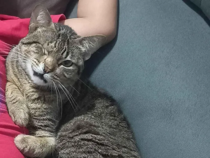 Gato raça SRD-ViraLata idade 3 anos nome Zoey