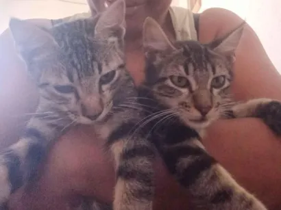 Gato raça Exótico idade 2 a 6 meses nome Sem nome 