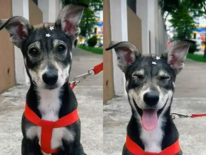 Cachorro raça SRD-ViraLata idade Abaixo de 2 meses nome MILLA