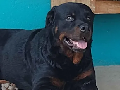 Cachorro raça Rottweiler idade 7 a 11 meses nome Rock 