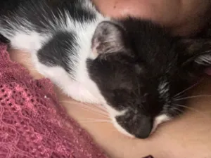 Gato raça SRD-ViraLata idade Abaixo de 2 meses nome Clara